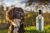 Little Brown Dog - Aberdeenshire Foraged Gin
