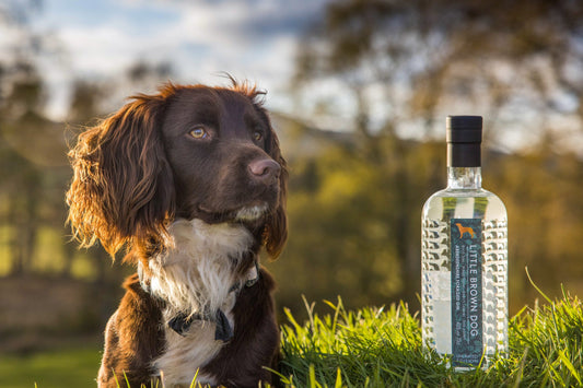Little Brown Dog - Aberdeenshire Foraged Gin