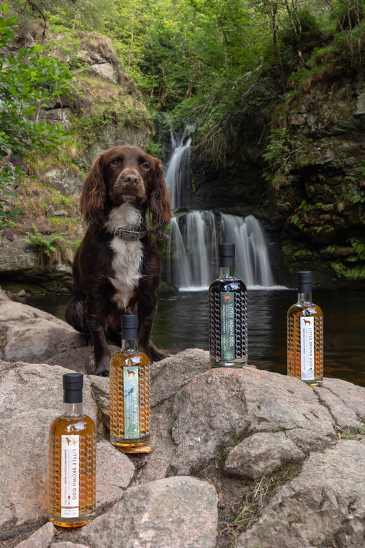 Glen Elgin 13 Year lifestyle
