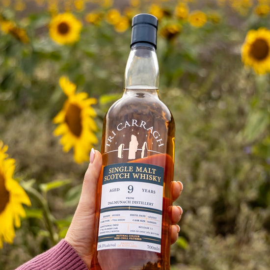 Tri Carragh Dalmunach 9 Year in hand, sunflower field