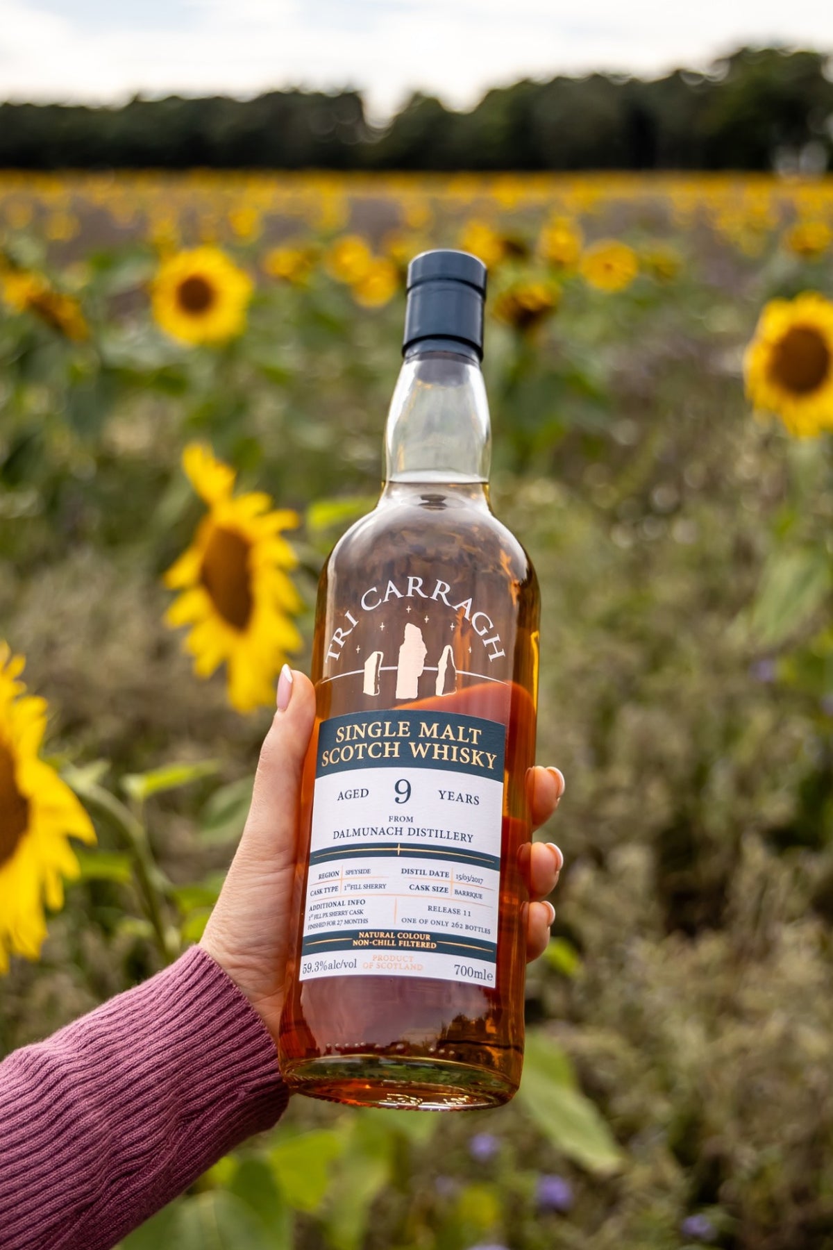 Tri Carragh Dalmunach 9 Year in hand, sunflower field